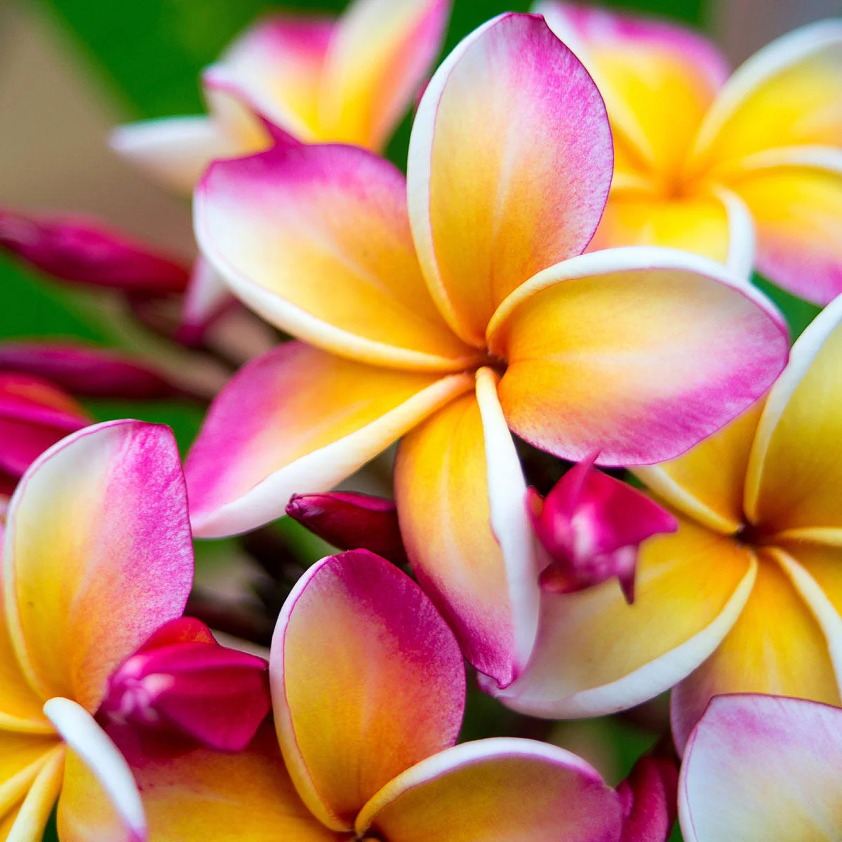 Wild Frangipani Fragrance Oil - Image 6
