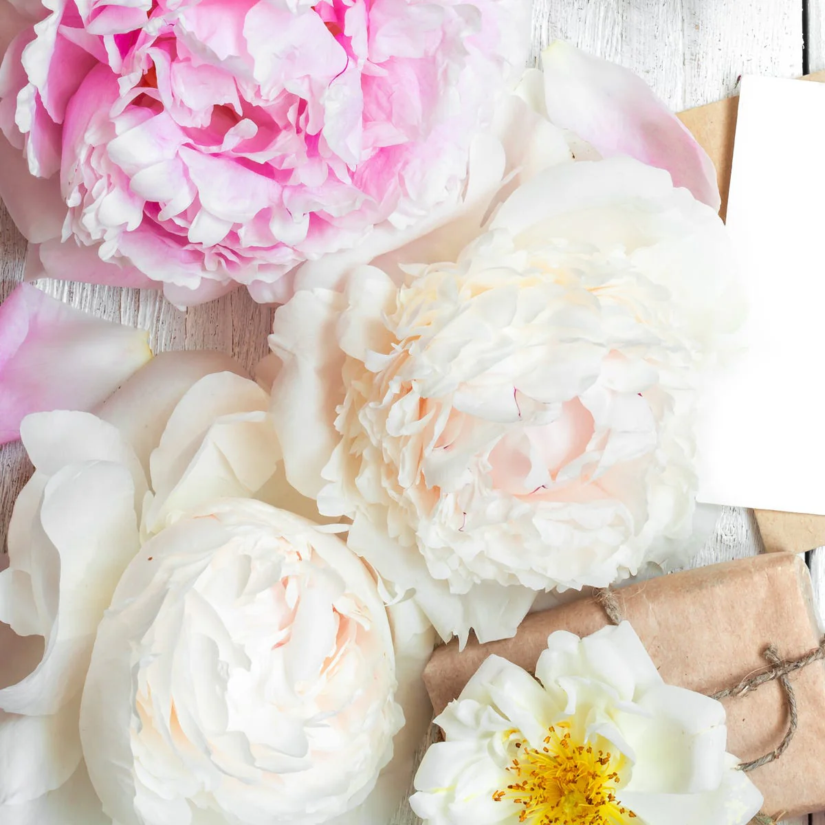 Wild Peony & Jasmine Fragrance Oil - Image 4
