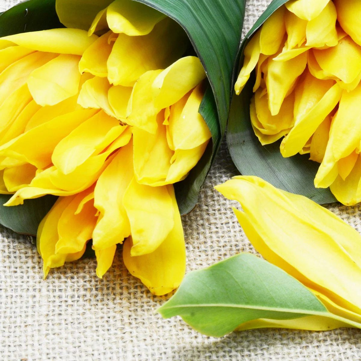 Ylang Ylang - Fragrance Note - Image 3